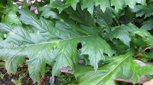 living acanthus leaf