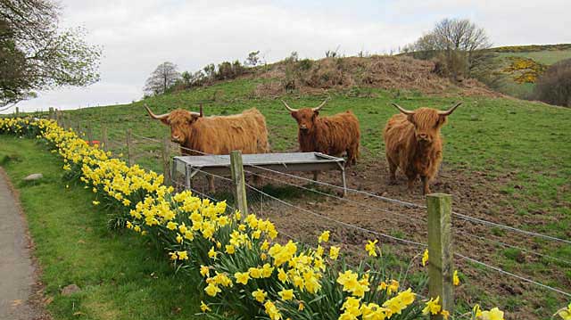 scotland cattle